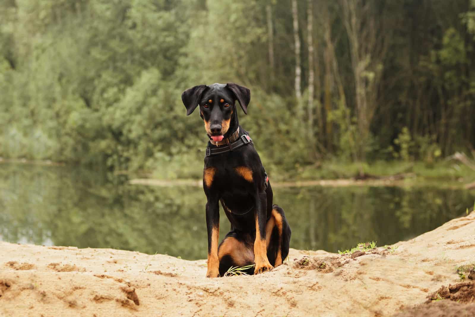 doberman joven