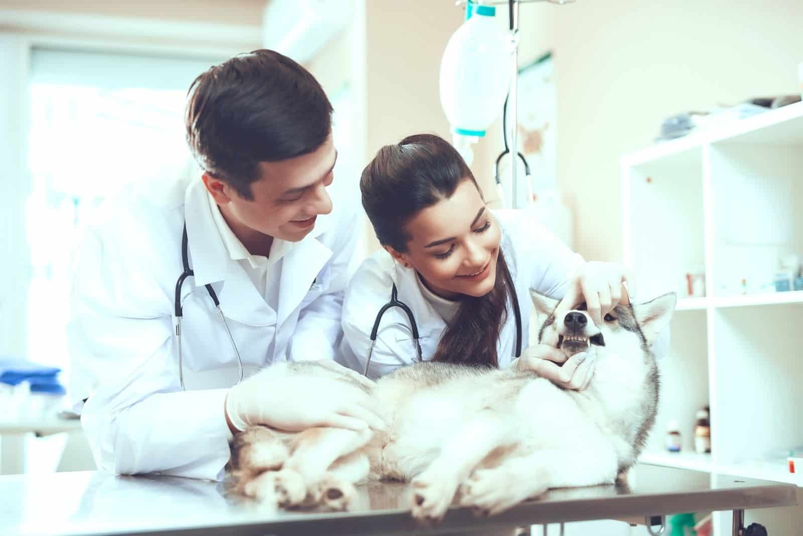 joven veterinaria revisando los dientes del cachorro husky