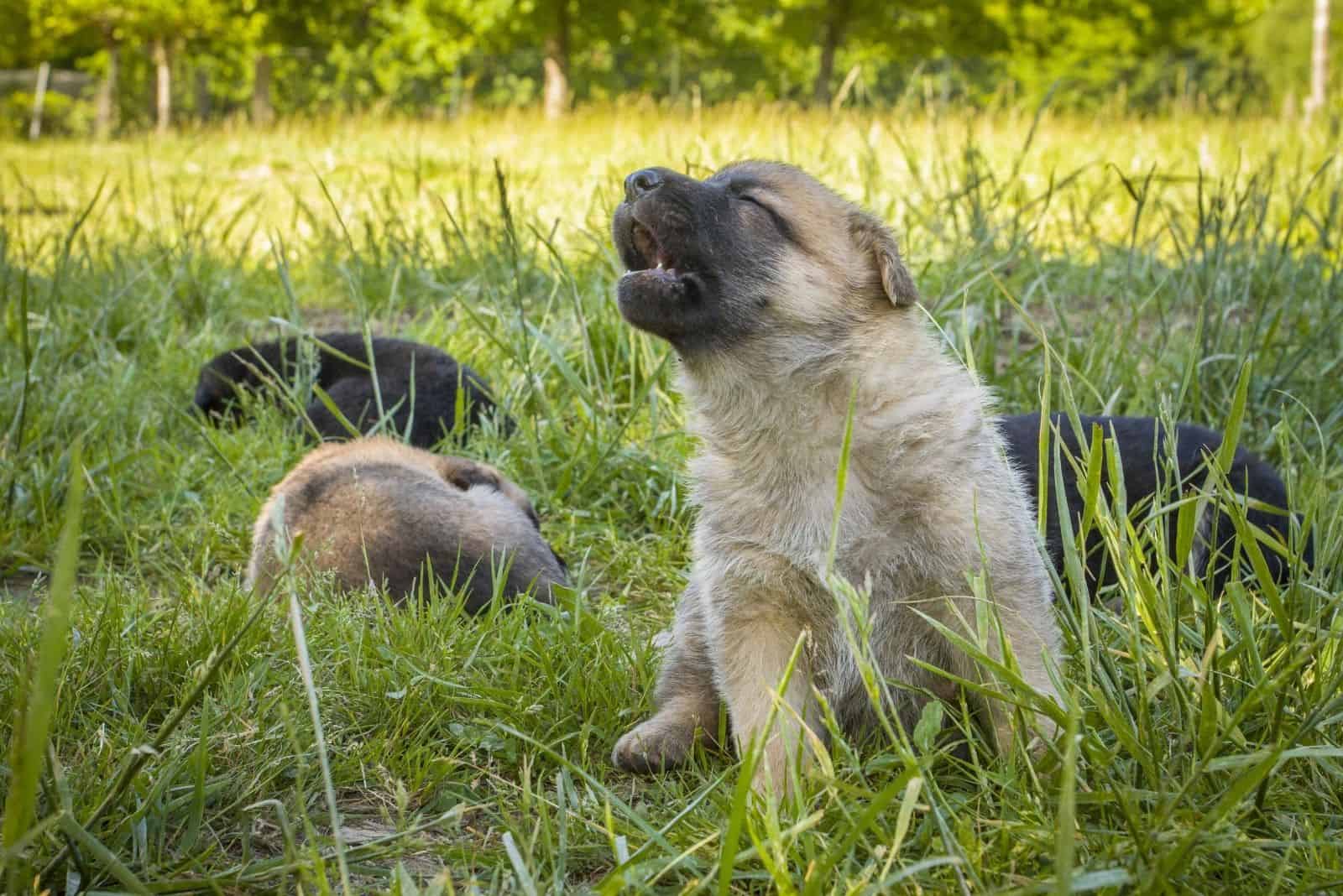 perro pastor alemán joven aullando al aire libre
