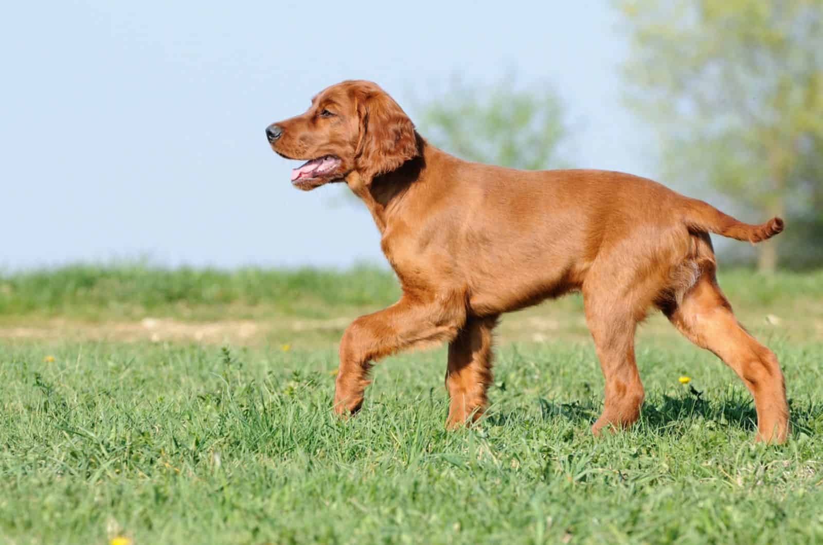 joven irish setter caminando en un prado
