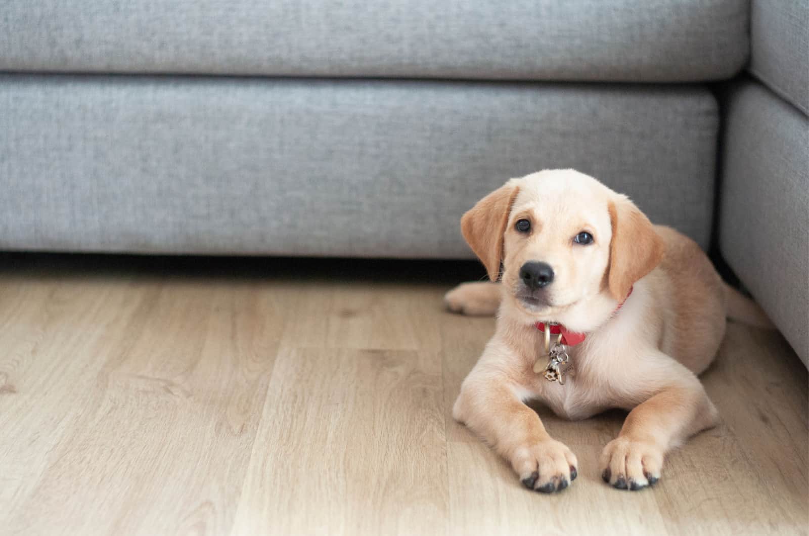 cachorro joven de labrador