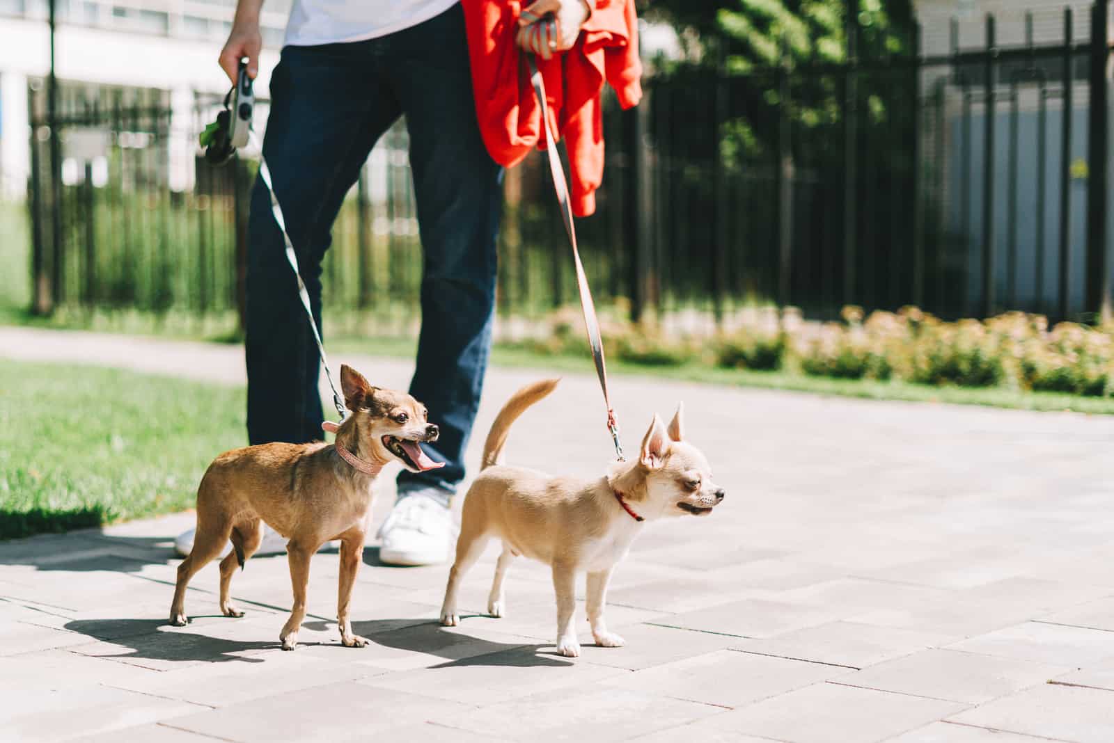 piernas de un joven caminando con dos cachorros de Chihuahua en el parque en verano