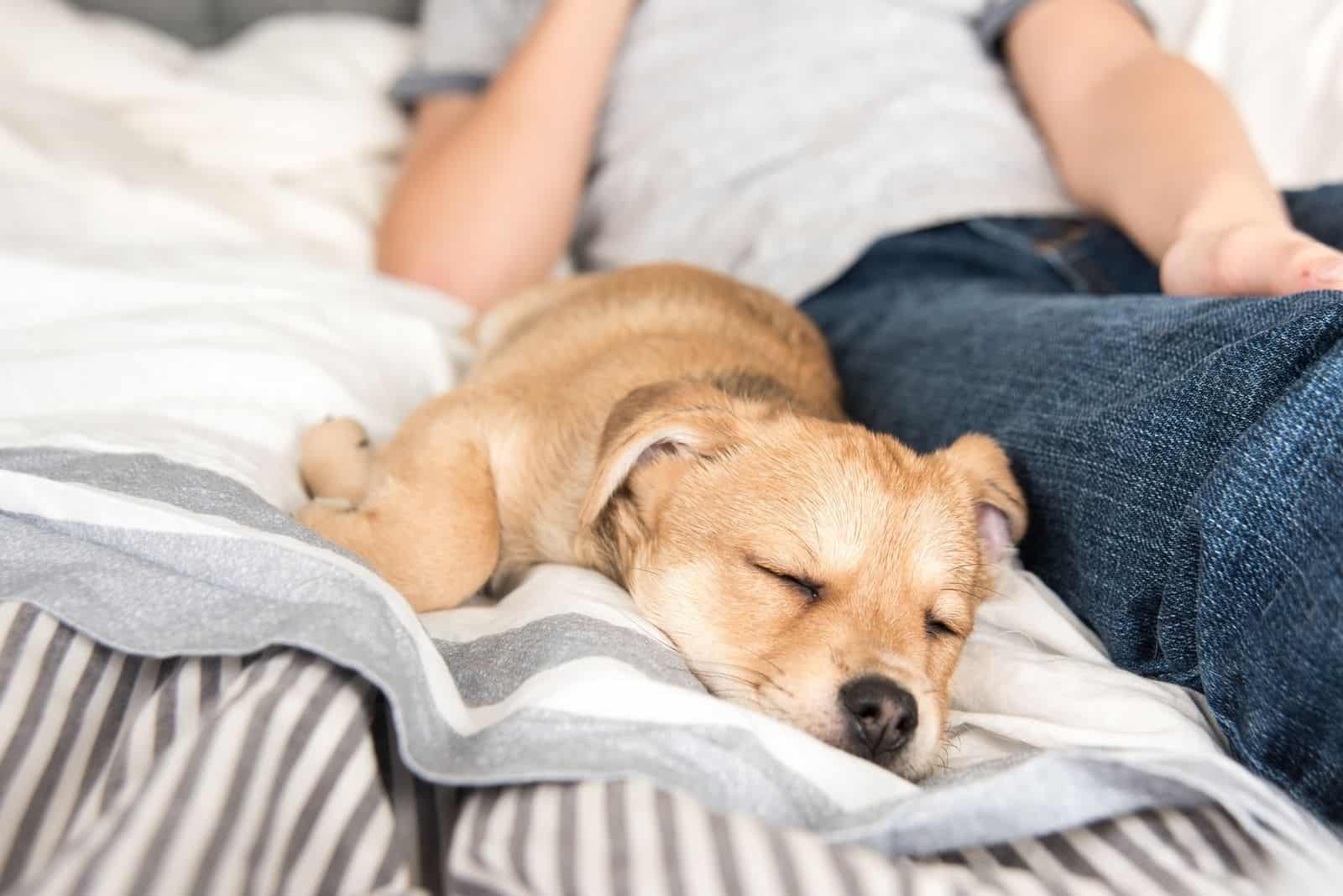 cachorro joven durmiendo en la cama junto al propietario