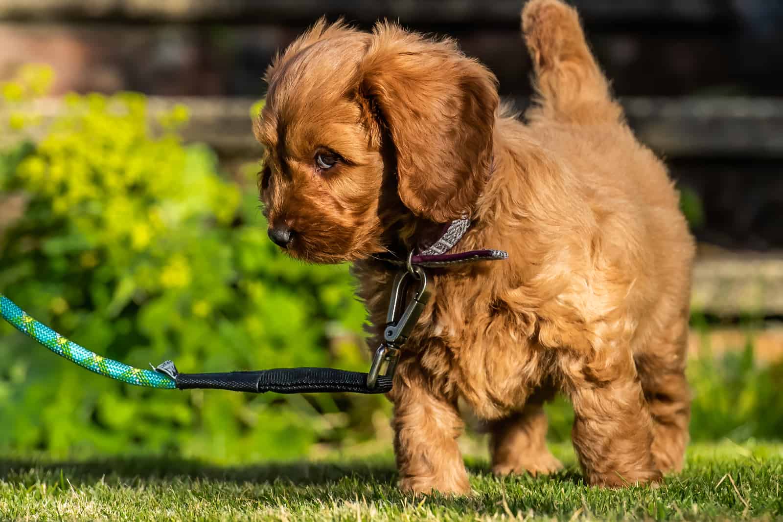 cachorro joven de Cockapoo rojo siendo juguetón