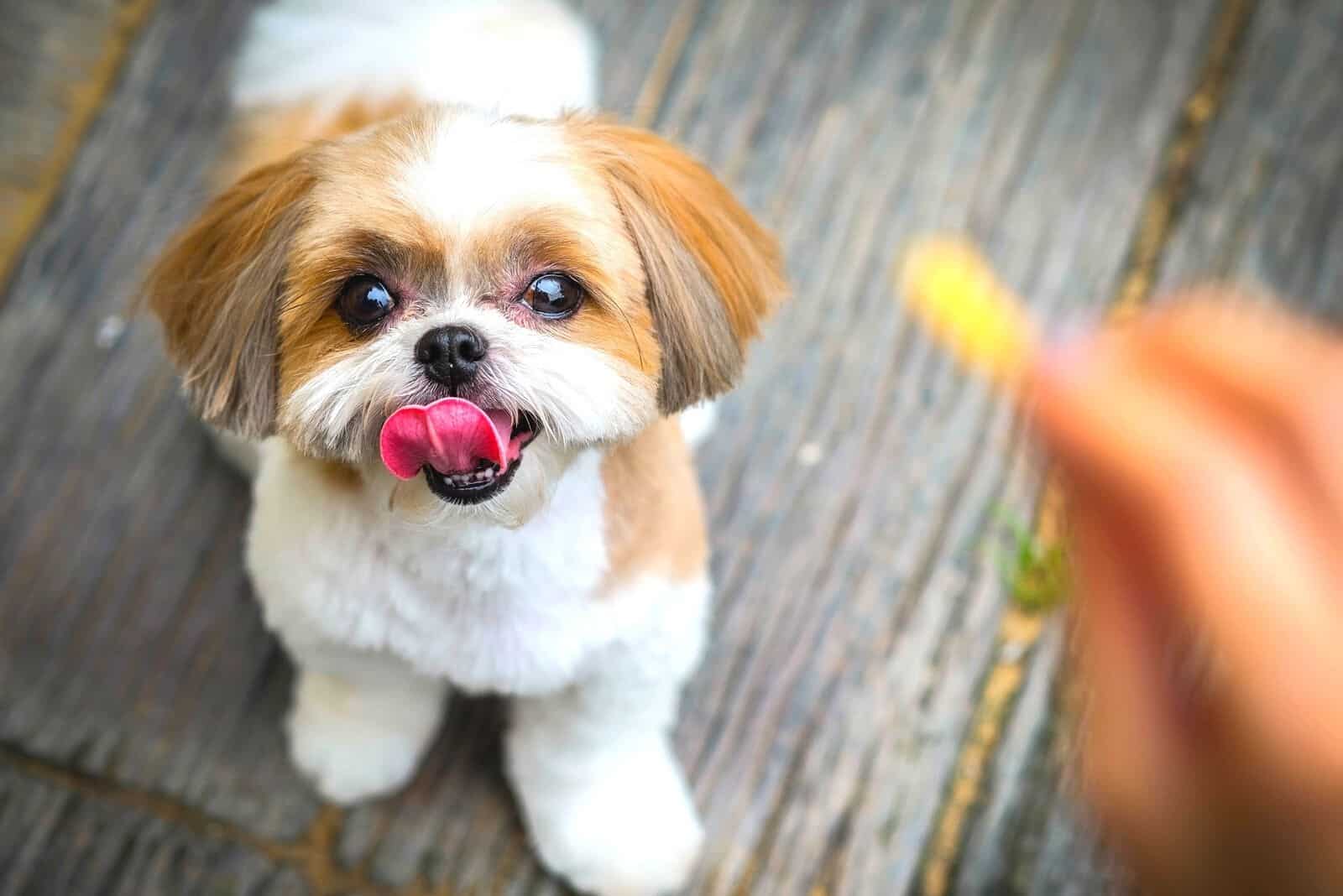joven shih tzu mirando el bocadillo en la mano del dueño