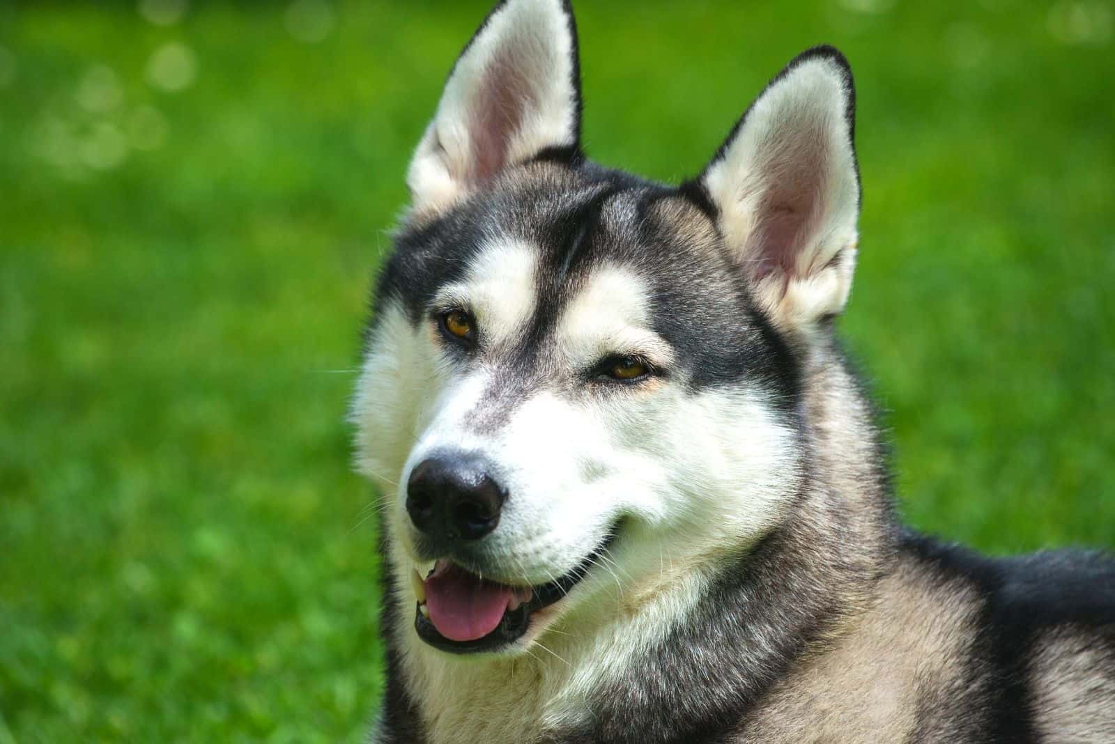 retrato joven de husky siberiano al aire libre