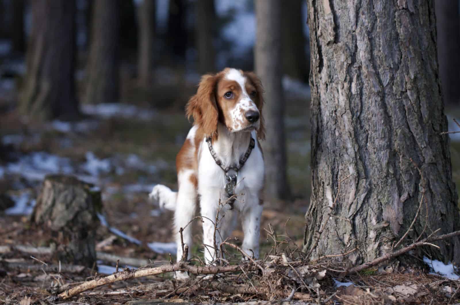 joven springer spaniel en el bosque