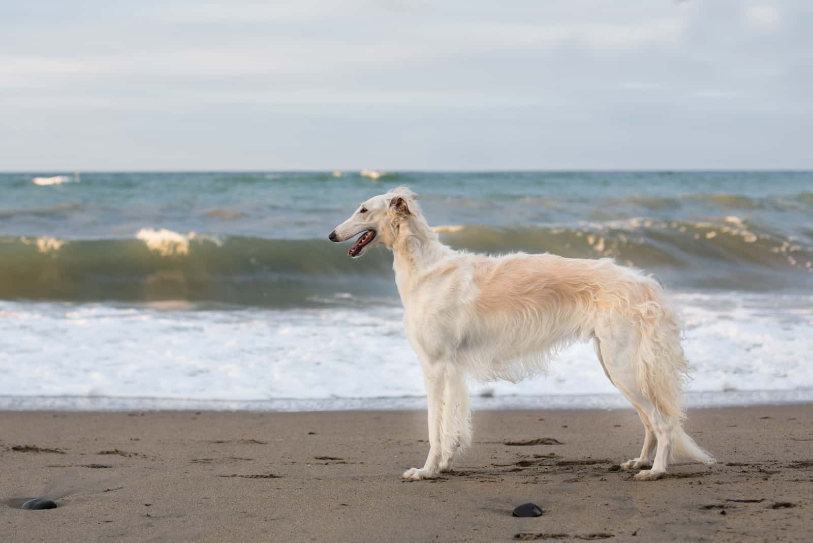 joven Borzoi ruso mojado de pie en la orilla del mar