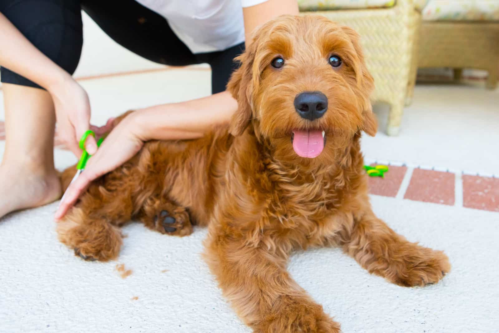 mujer joven cepillando un goldendoodle miniatura