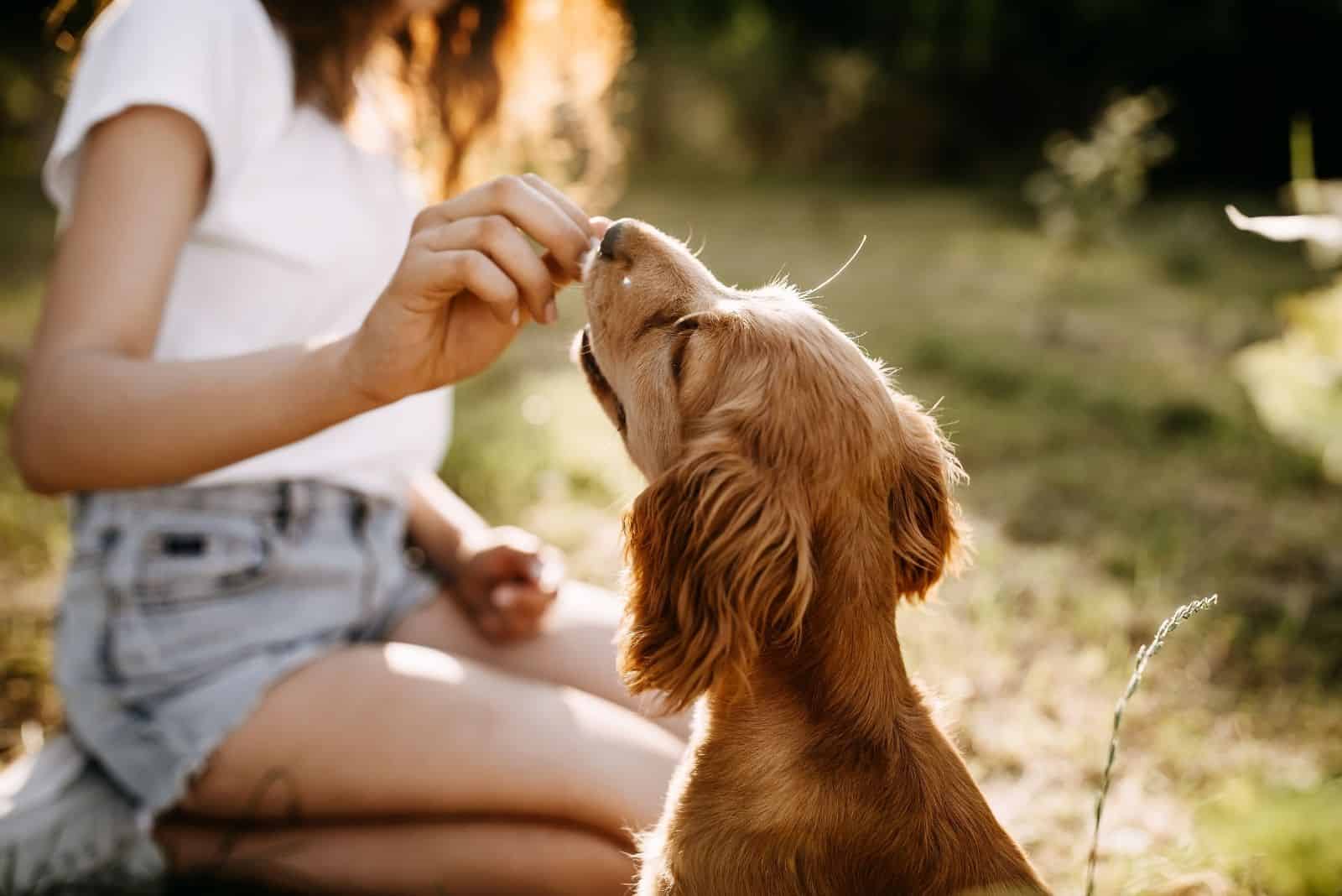 Mujer joven entrenando al cocker spaniel y dando premios