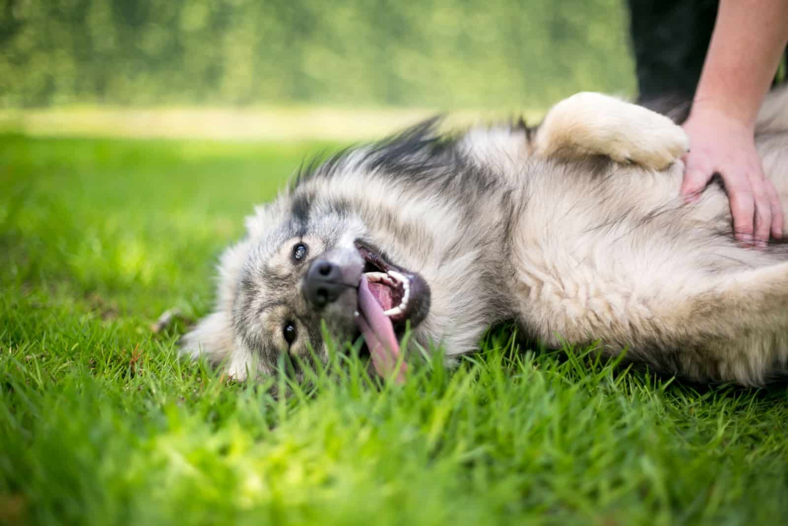 Un perro Keeshond tumbado en el césped recibiendo un masaje en el abdomen