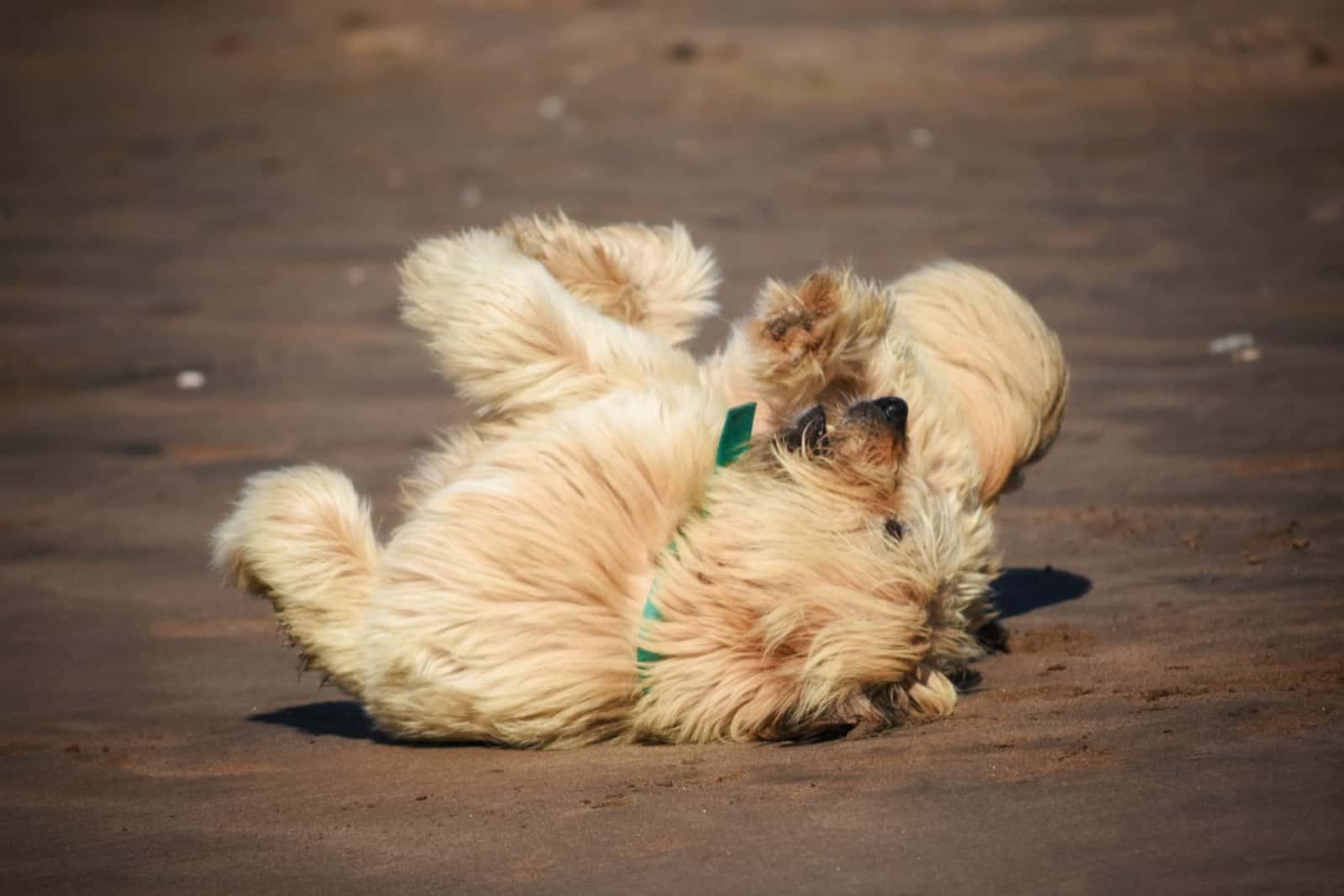 Un perro rodando en la arena