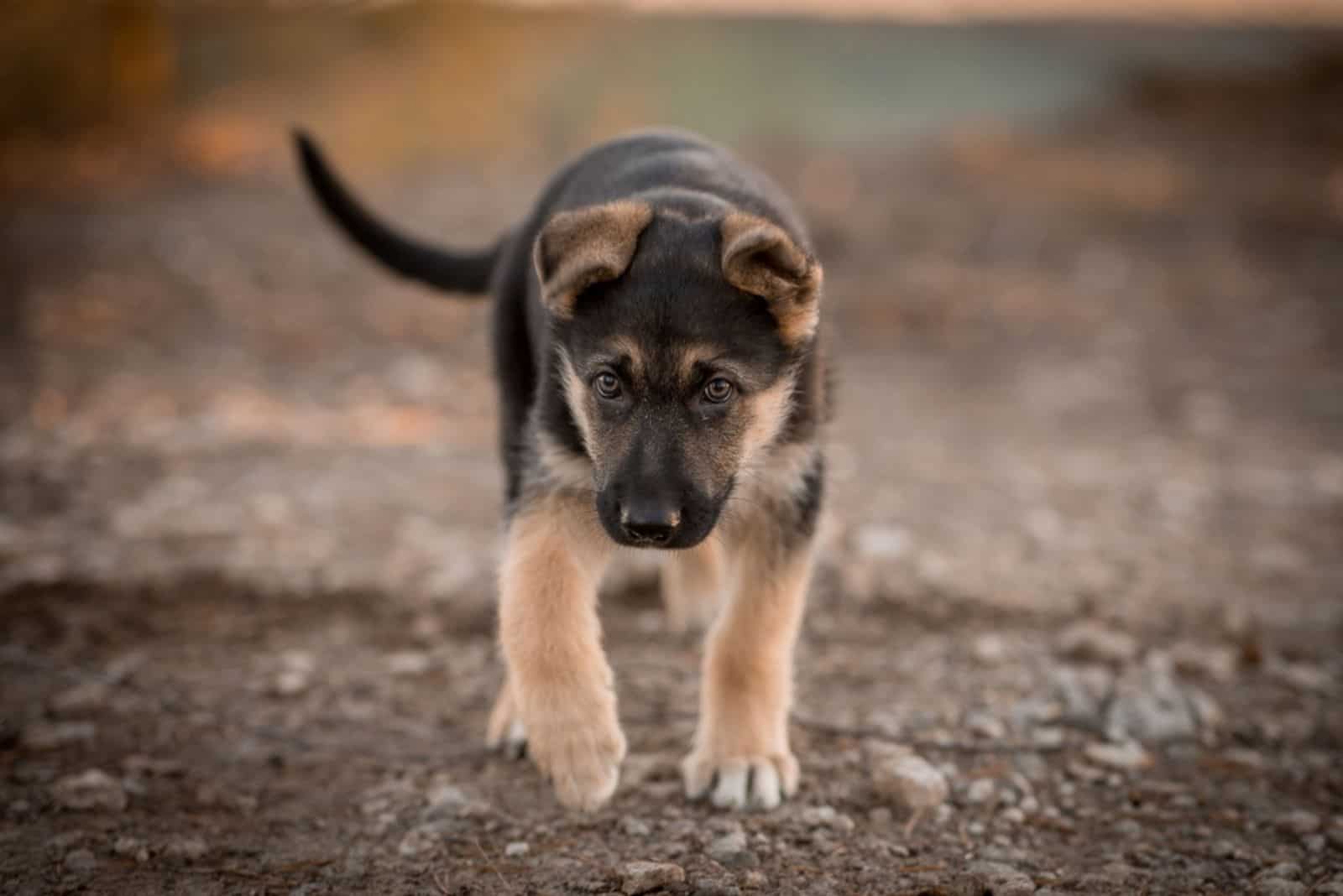 Un cachorro de pastor alemán camina en el bosque
