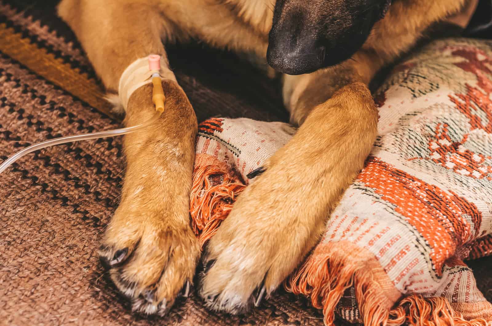 Un perro enfermo yace bajo un gotero en casa