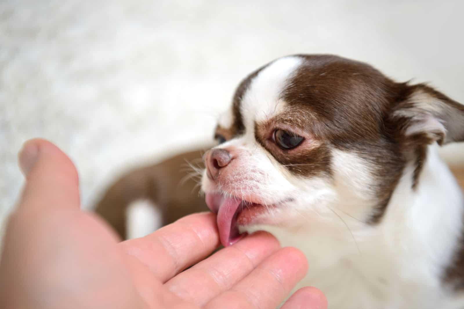 Un pequeño perro de raza chihuahua lame con su lengua la palma de su dueño.