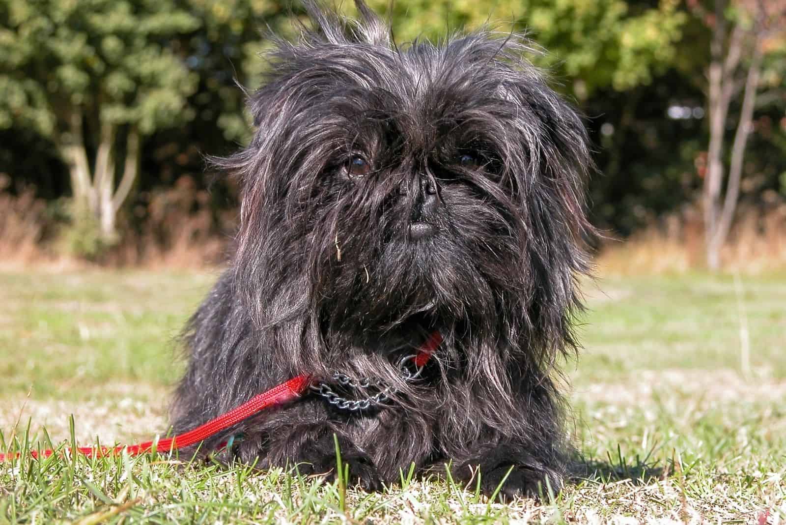 Affenpinscher echado sobre la hierba