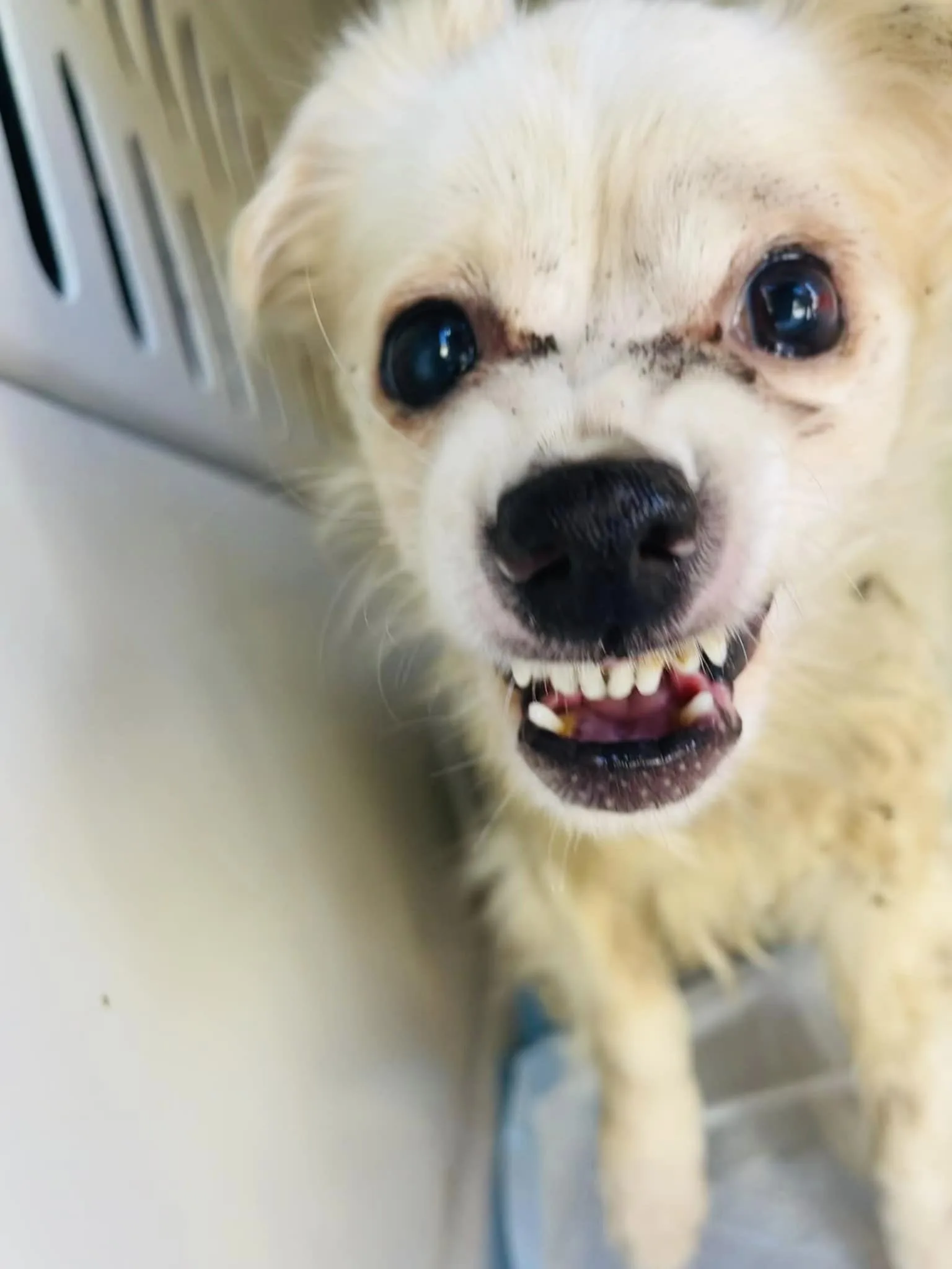 Perro blanco agresivo
