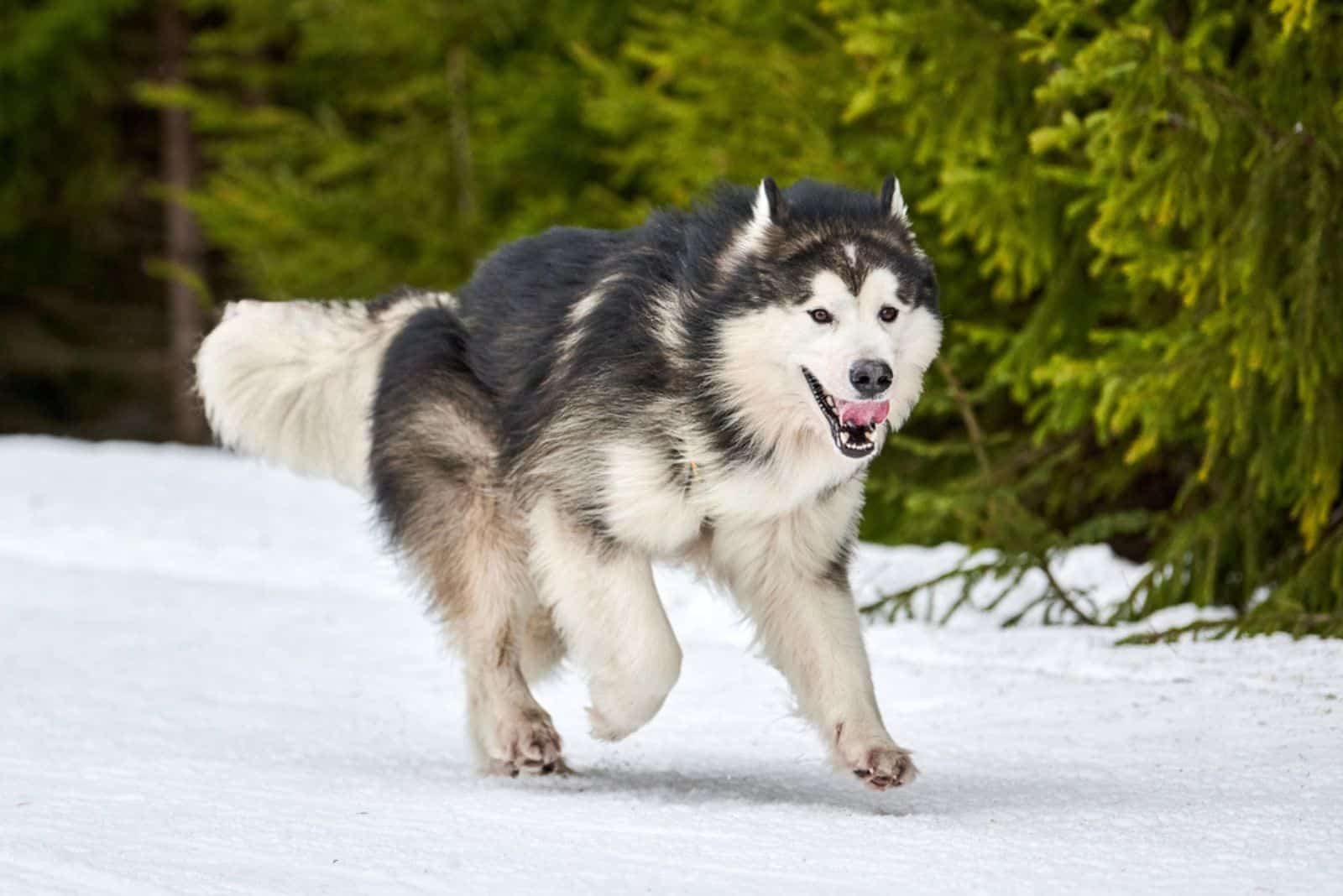 Alaskan Malamute corriendo sobre la nieve