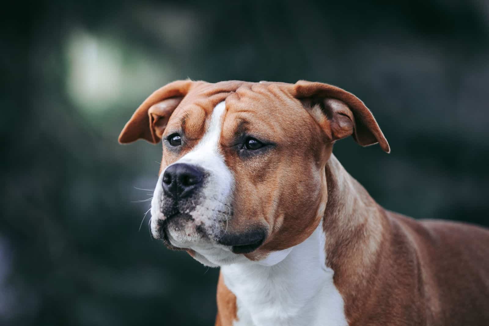 Perro American staffordshire terrier posando afuera.