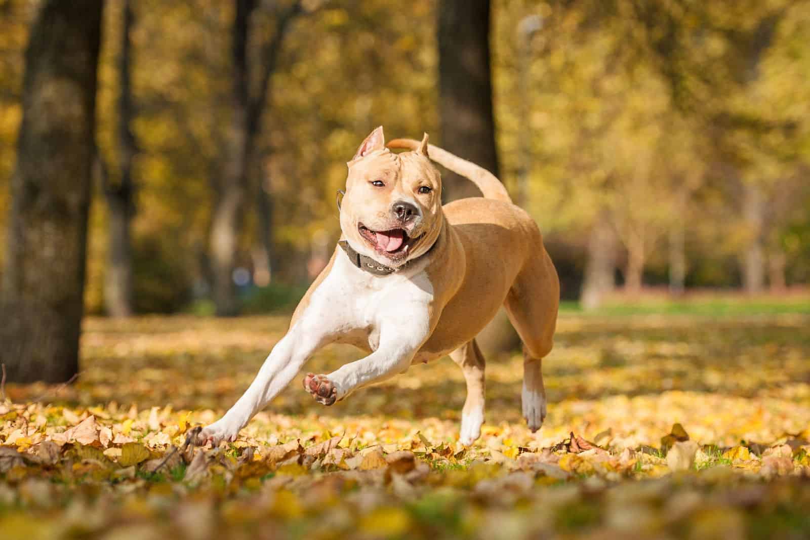 American staffordshire terrier jugando en el parque en otoño