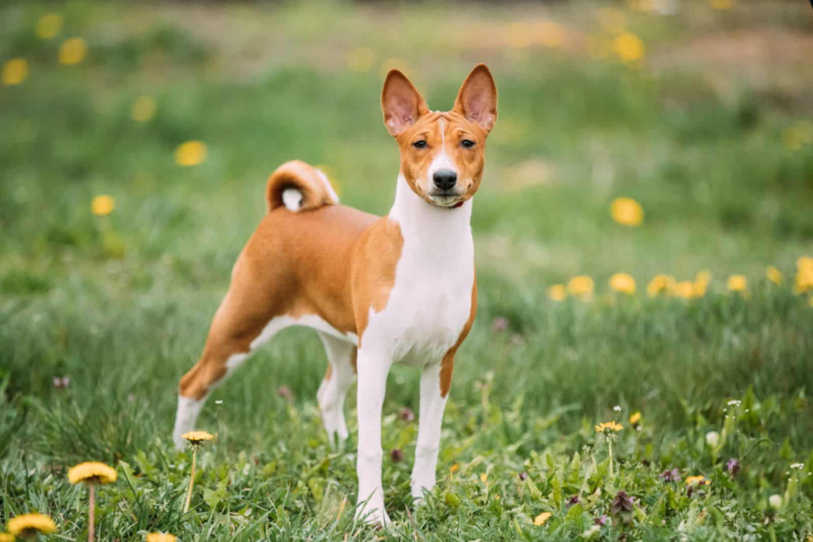 Perro Basenji en un campo