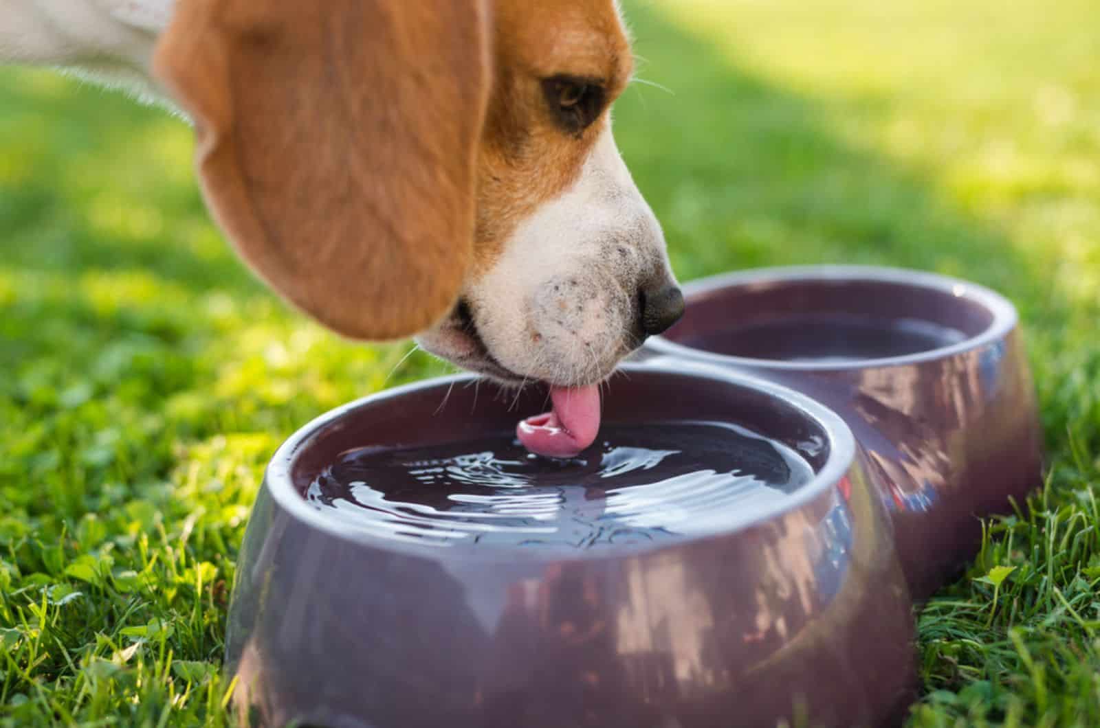 Perro Beagle bebiendo agua