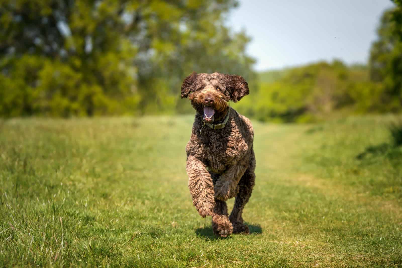 Gran Labradoodle marrón gigante corriendo directamente hacia la cámara con una cara feliz
