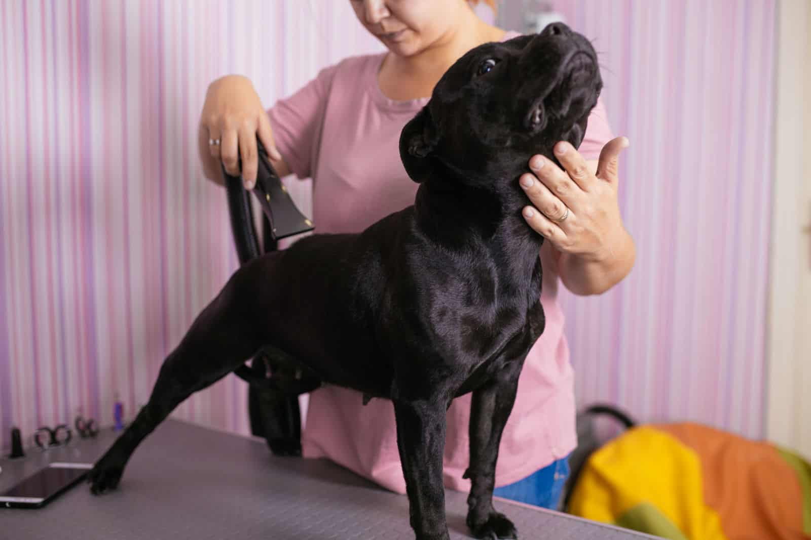American Stafford negro terrier de pie en la mesa mientras es cepillado y estilizado por un peluquero profesional.