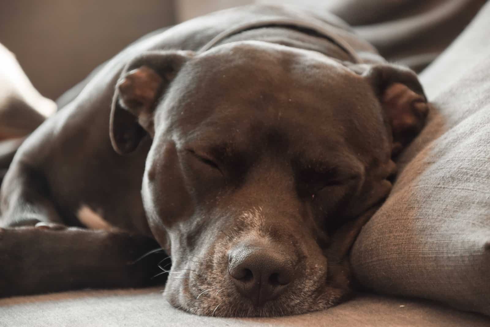 Pitbull negro durmiendo en un sofá gris