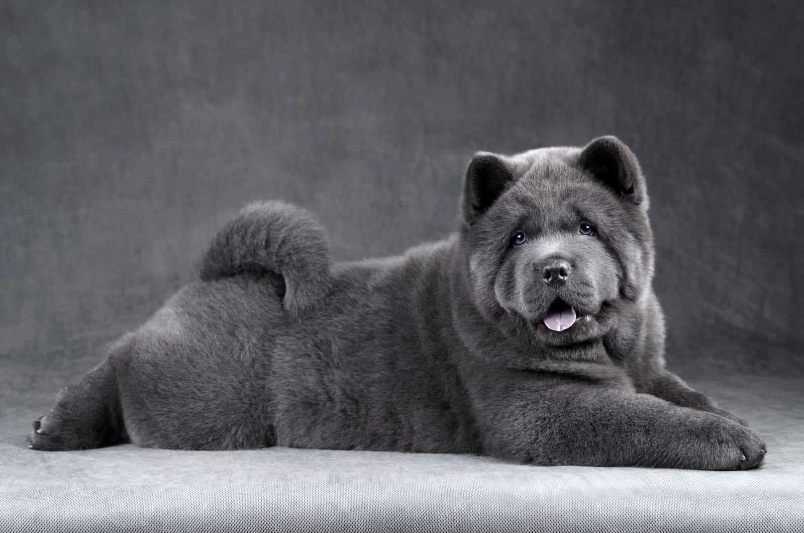 Chow Chow azul posando para foto