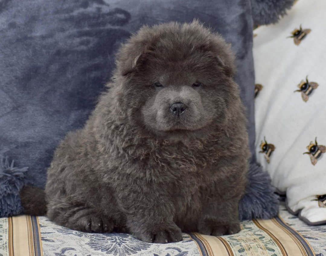 Chow Chow azul sentado en sofá