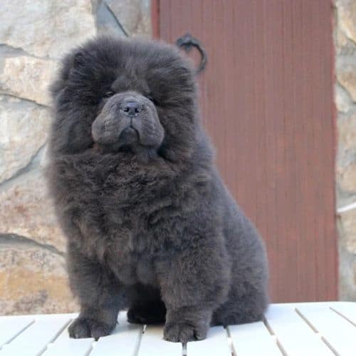 Chow Chow azul sentado afuera
