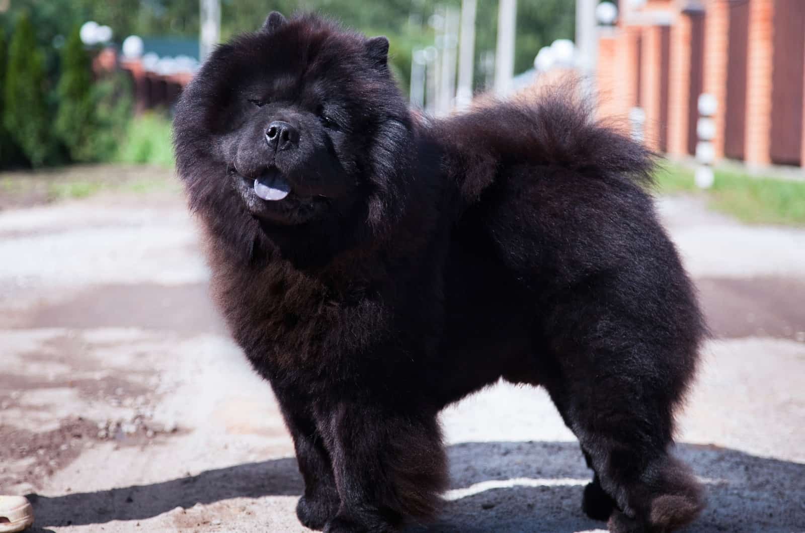 Chow Chow azul de pie afuera