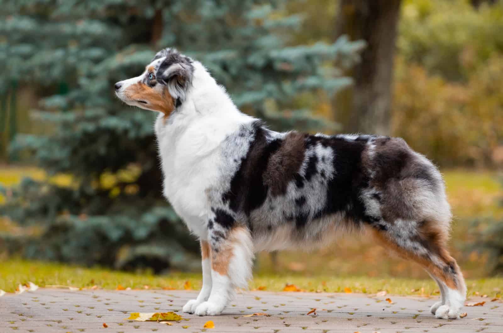 Pastor Australiano Blue Merle