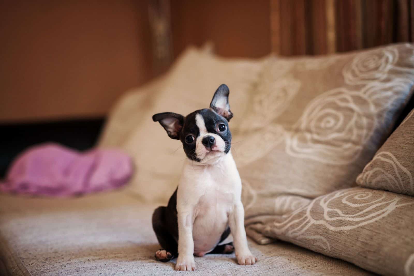 Cachorro Boston Terrier sentado en el sofá y mirando a la cámara