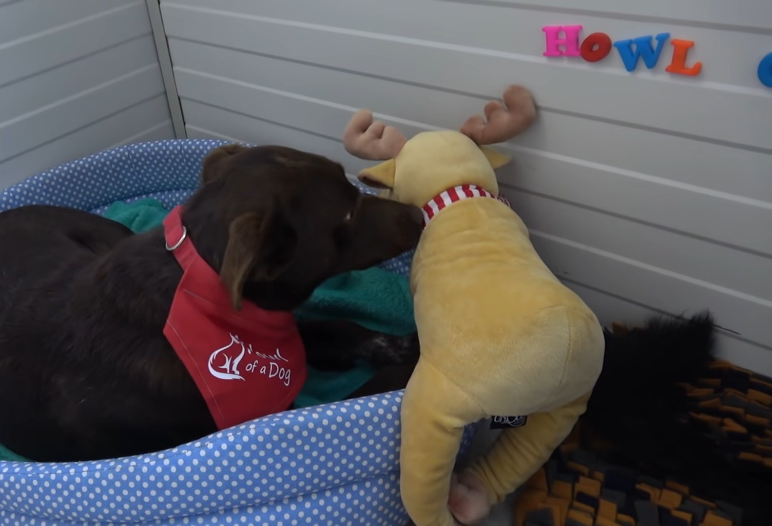 perro marrón jugando con su juguete