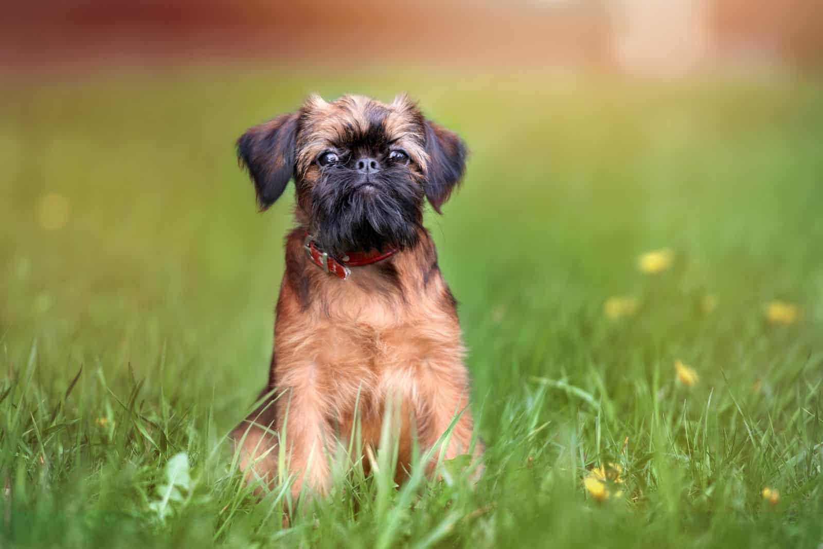 Griffon de Bruselas sentado en un campo