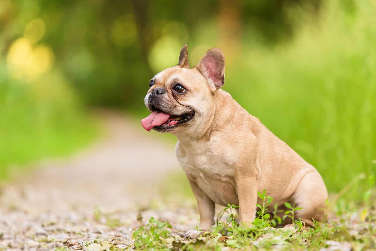 Bulldog con la lengua fuera