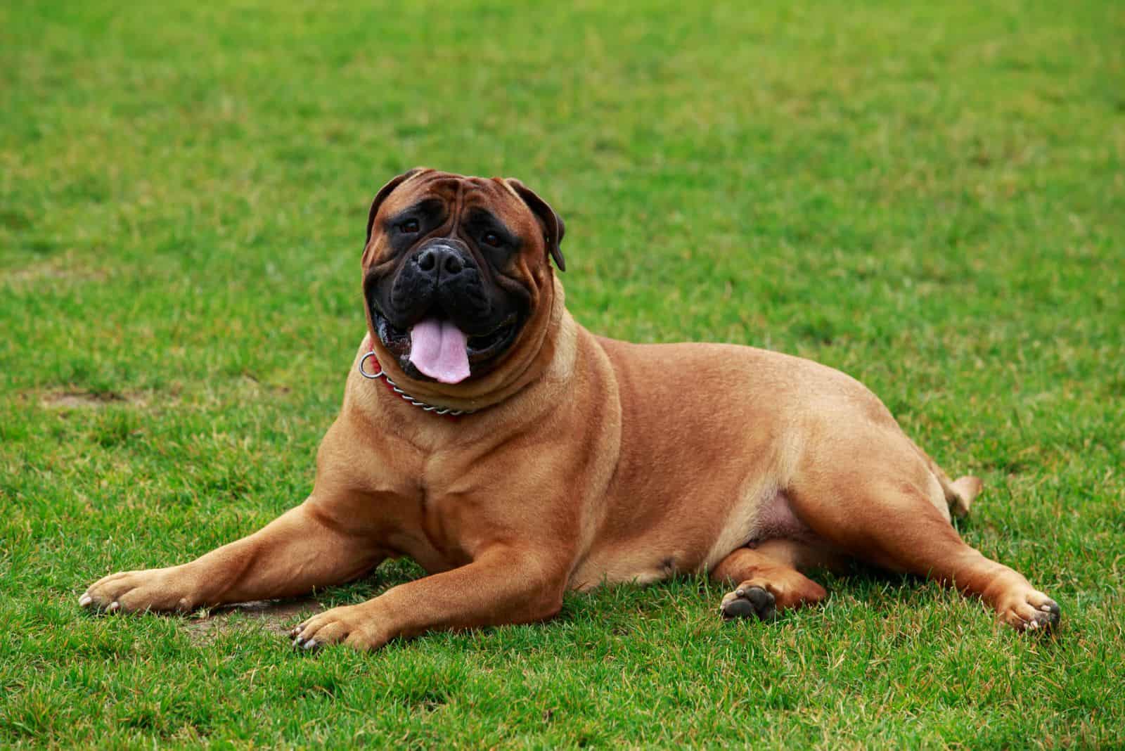 Bullmastiff tumbado en la hierba