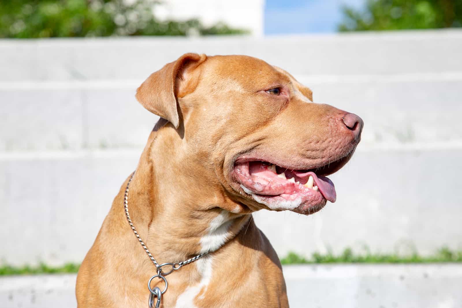 Champagne Pitbull mirando hacia otro lado
