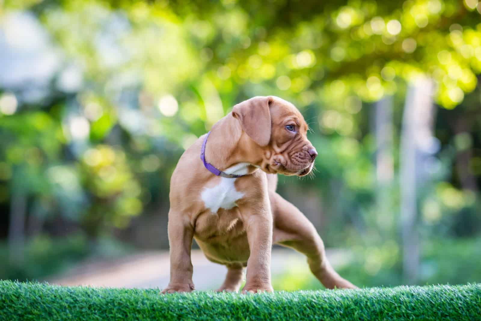 Cachorro de Champagne Pitbull de pie afuera mirando hacia otro lado