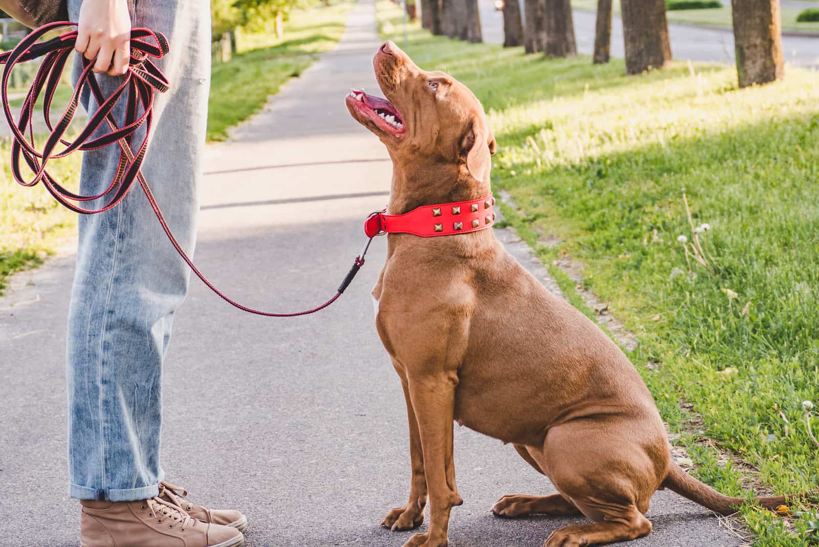Champagne Pitbull sentado al lado del dueño mirando hacia arriba