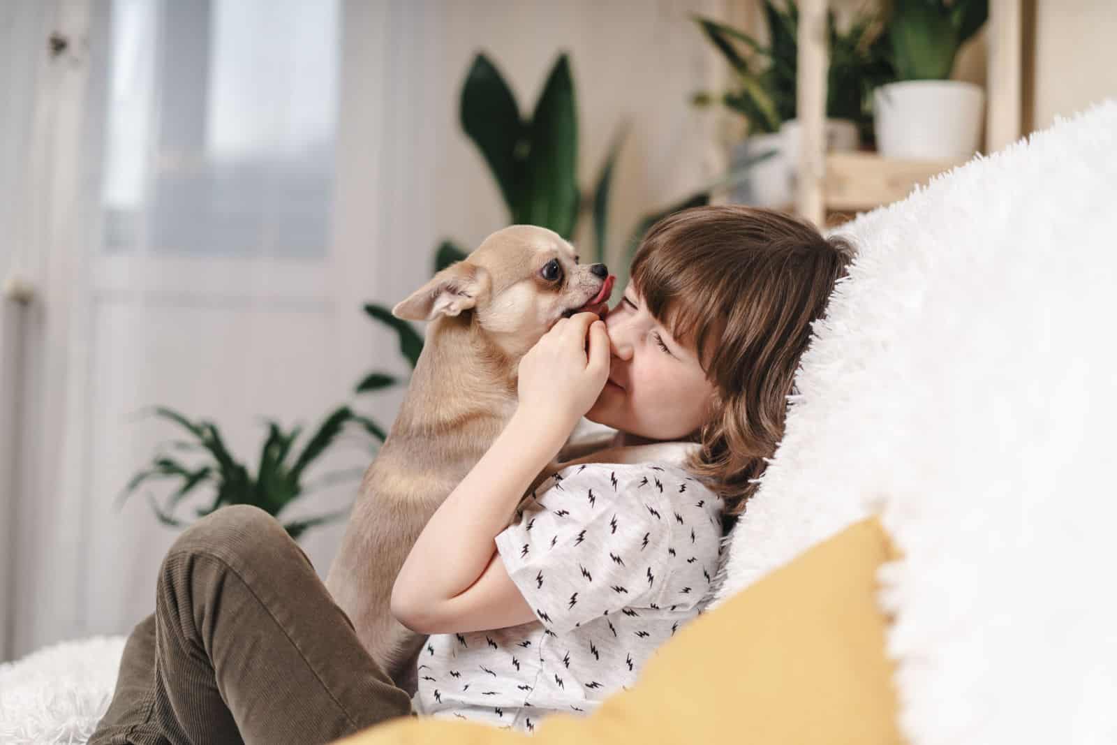 Perro Chihuahua lame la cara de un niño pequeño riendo en un sofá con una manta