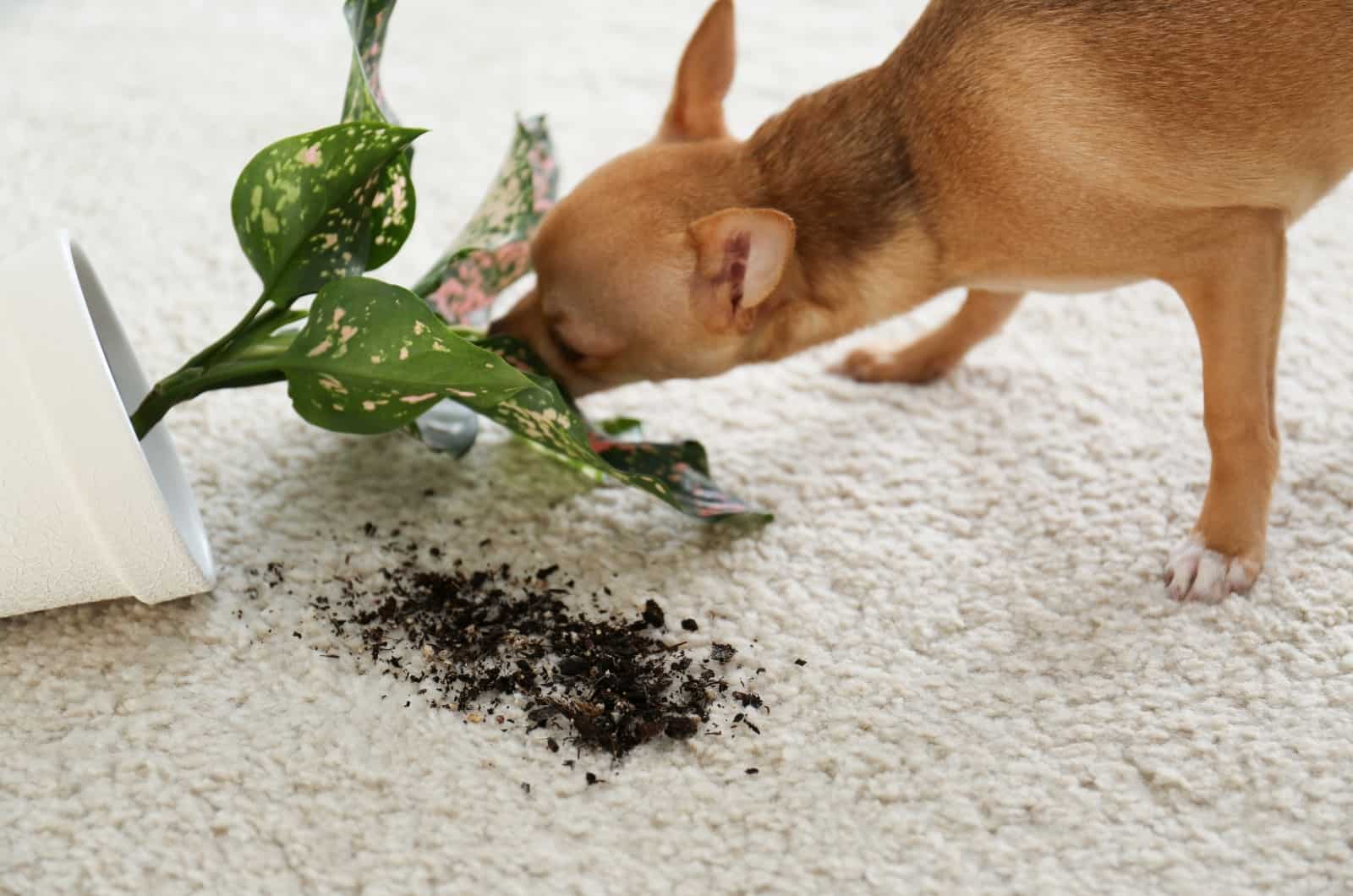 Chihuahua haciendo un desorden