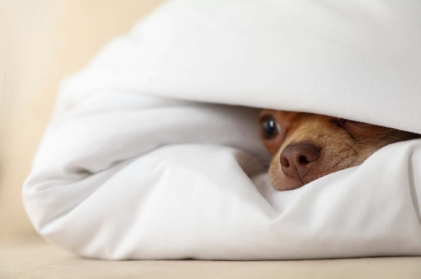 Chihuahua asomándose desde la manta