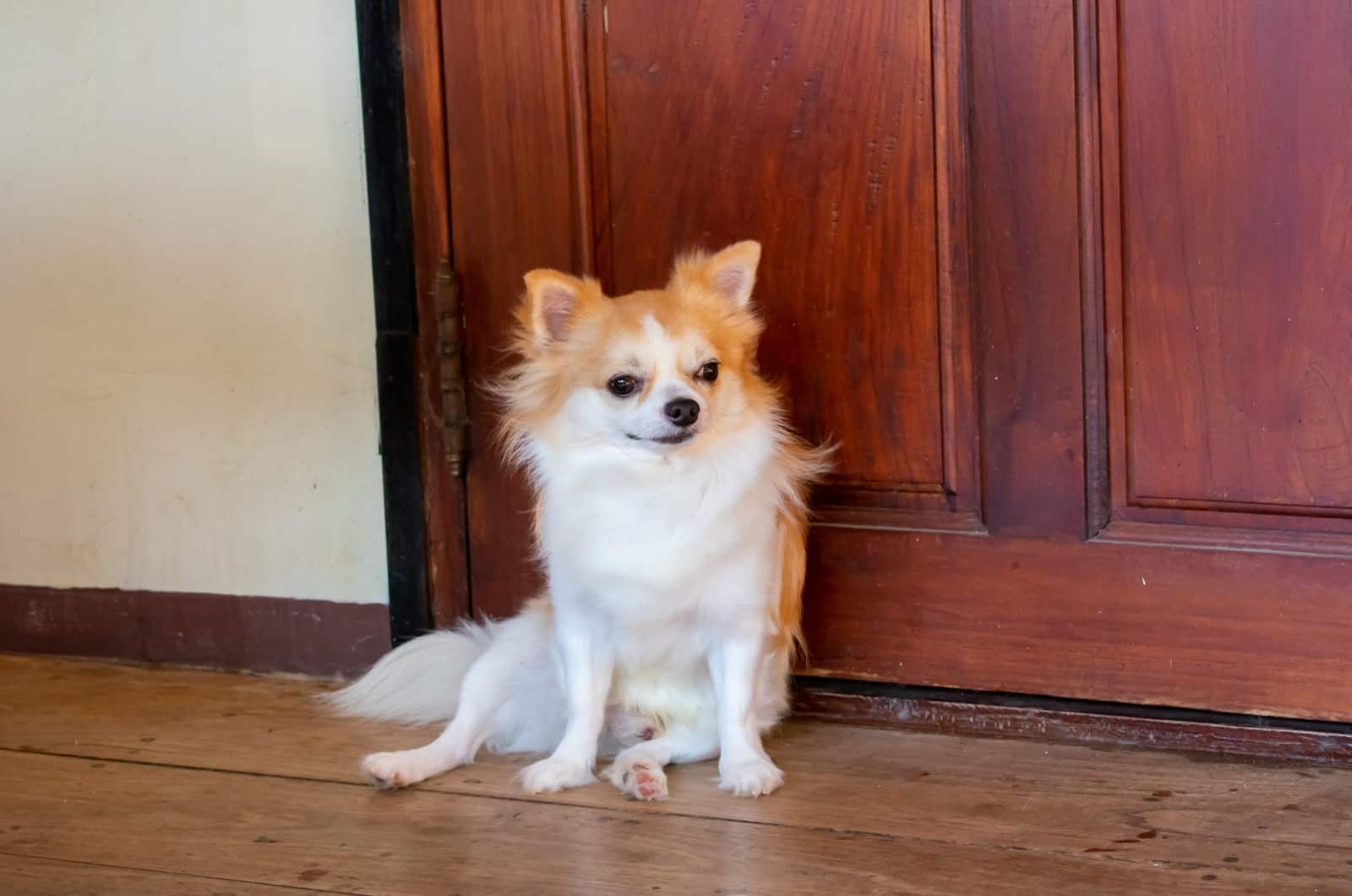 Chihuahua sentado junto a la puerta