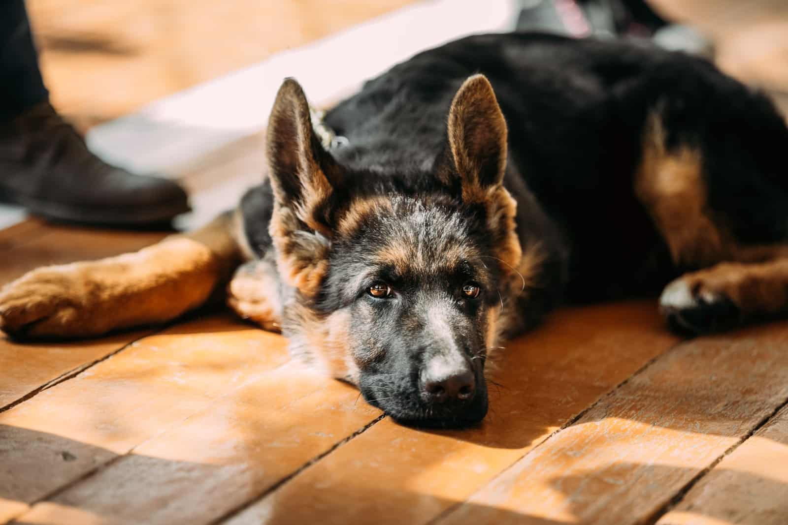 Cercano cachorro pastor alemán sentado en el suelo de madera