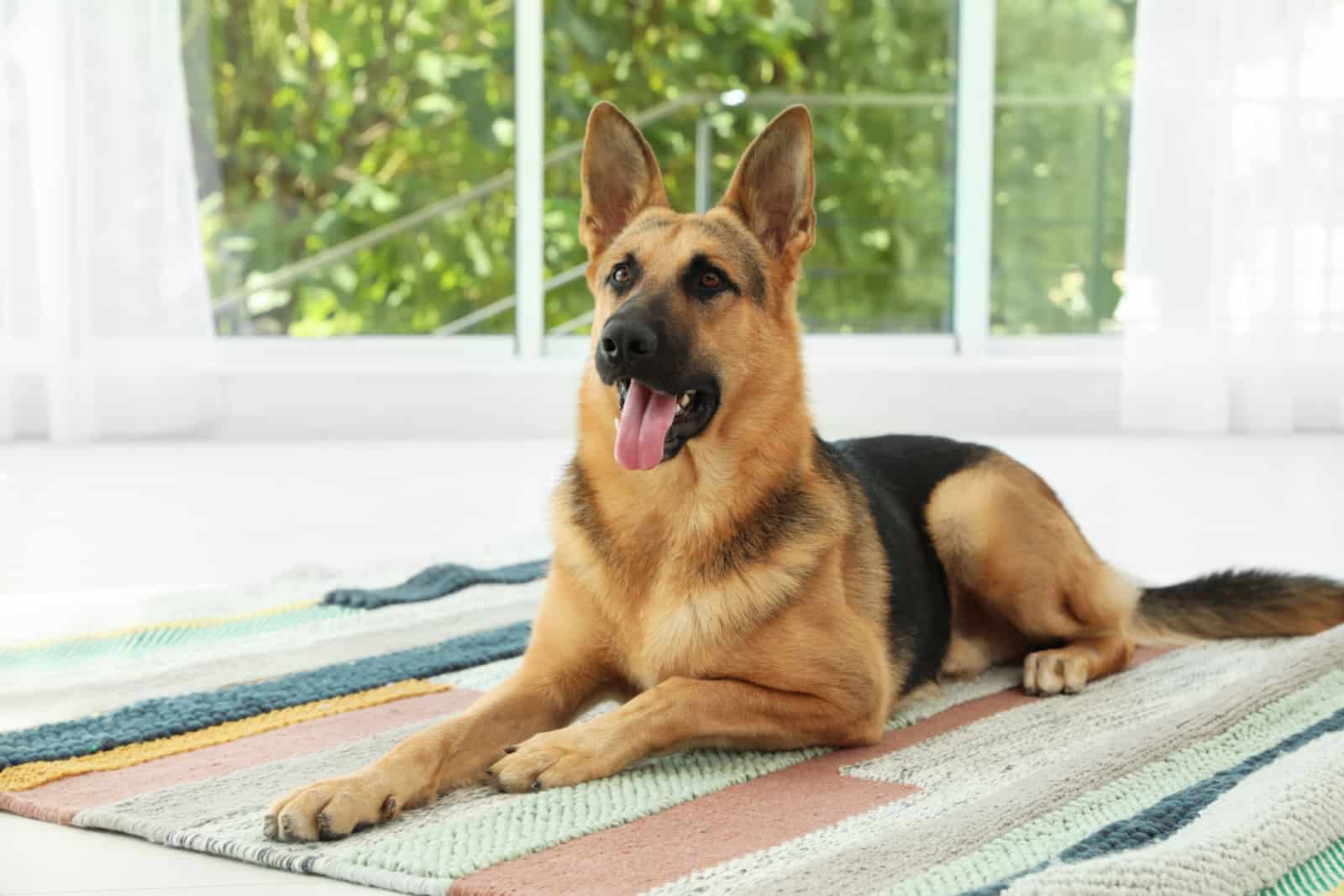 Lindo perro pastor alemán en casa