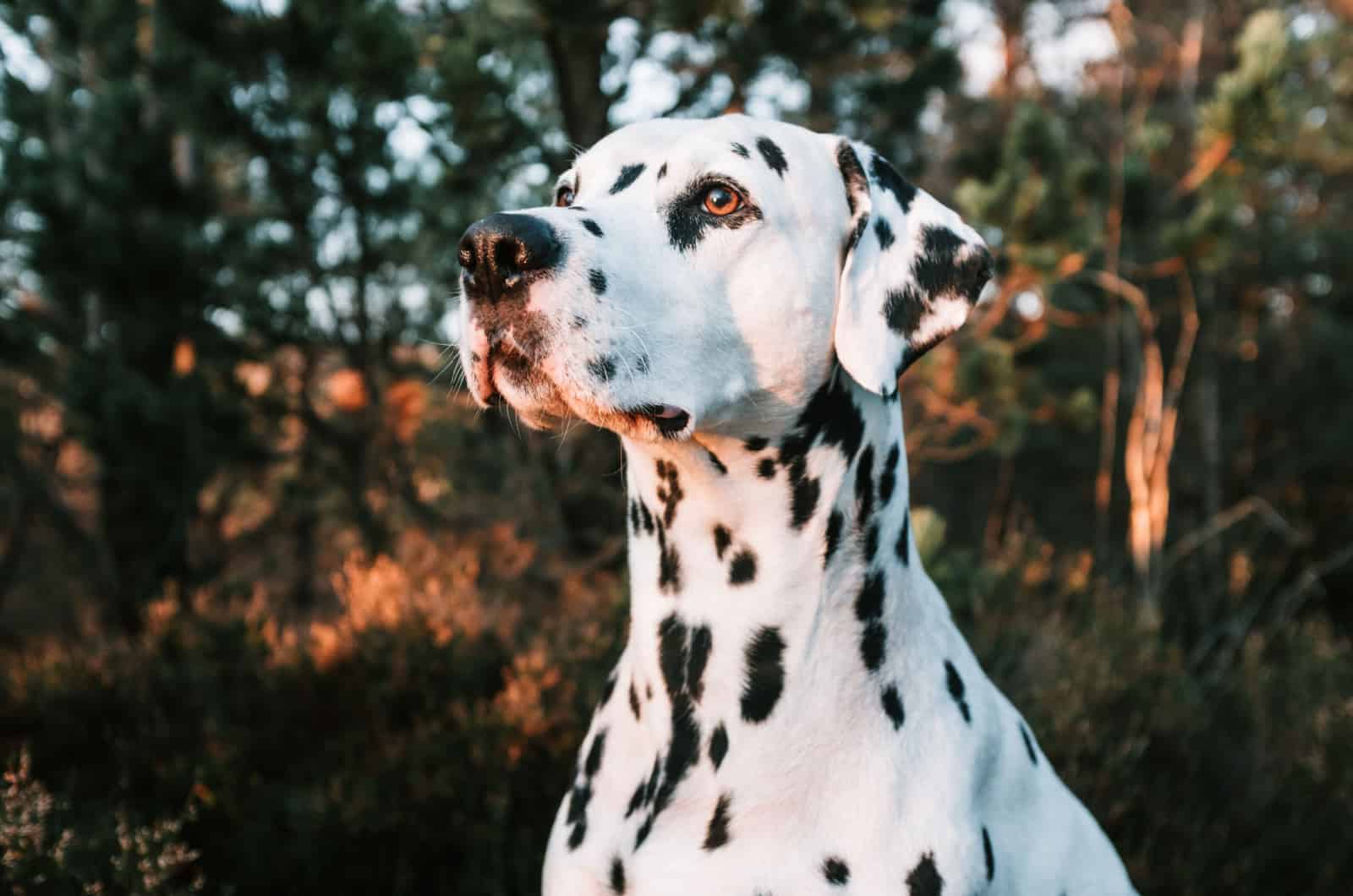 Dálmata
