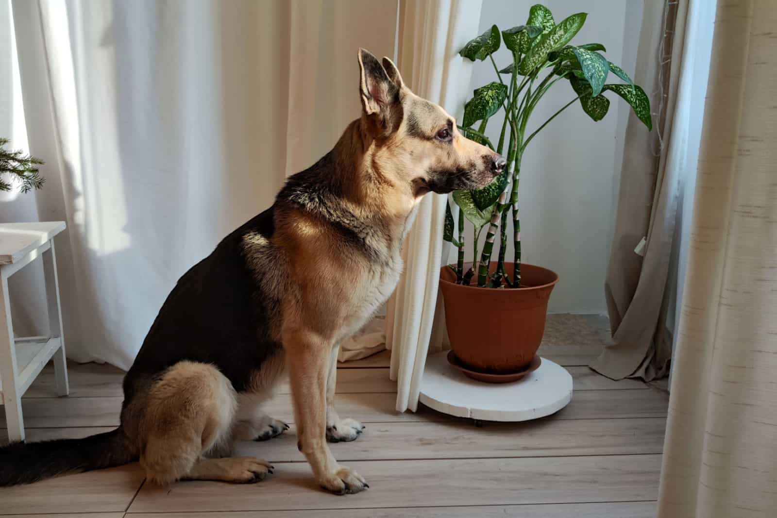 Perro Pastor Alemán dentro de una habitación